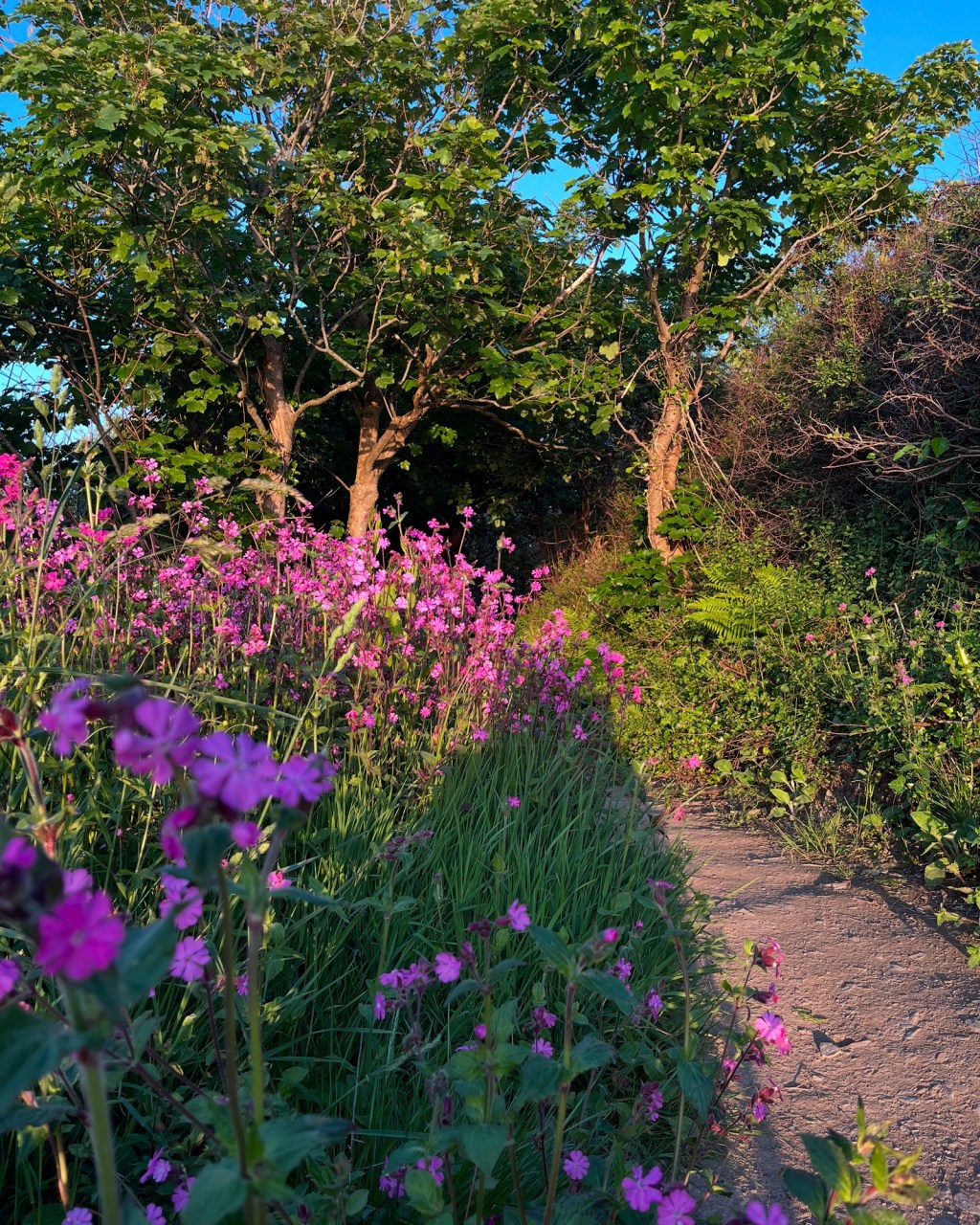 Wortcunning Walks at&nbsp;Penbryn.