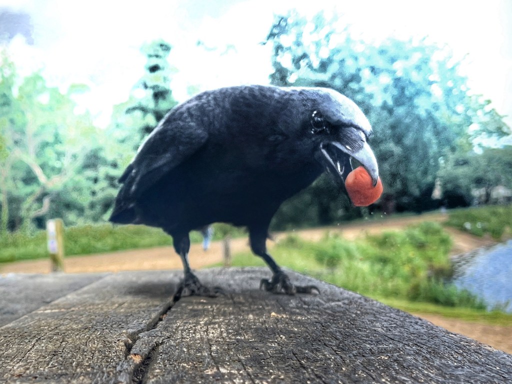 Welcome to the Crows&nbsp;Nest